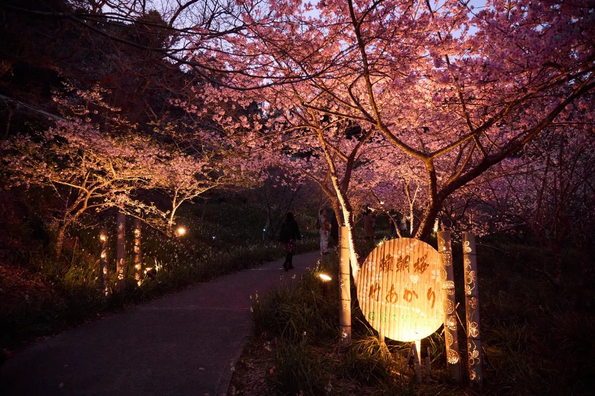 頼朝桜（河津桜）