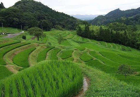 大山千枚田
